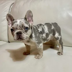 French Bulldog Merle Male