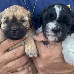 Cava-Tzu