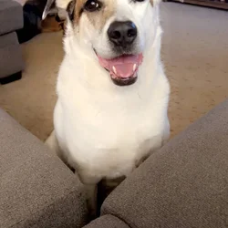 Rehoming a Dog