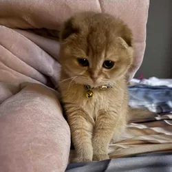 Scottish fold