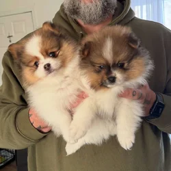 ICA registered Tri-colored Teddy Bear Pom