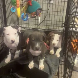 Beautiful American Staffordshire Terrier Puppies.