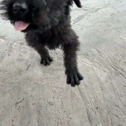 Giant Schnauzer 1