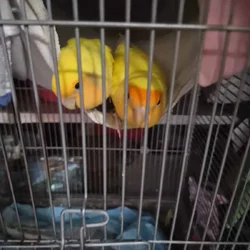 2 love birds