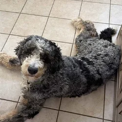 1 year old bernedoodle