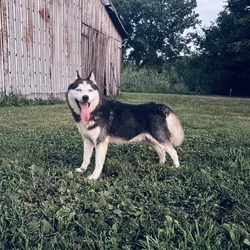 AKC Siberian Husky Male