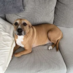 10 year old boxer mix