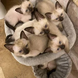 Siamese kitten 😻 valentine day gift