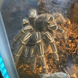 Tarantula for Sale