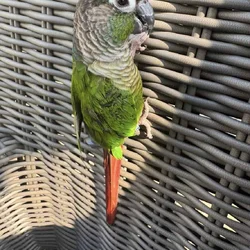 GREEN CONURE -$400