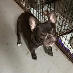 young male Black small French bull Dog