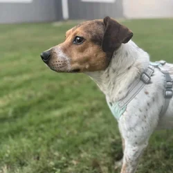 2 year old Red Heeler Babygirl