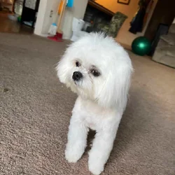 Maltese