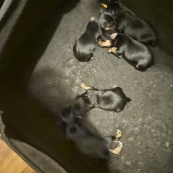 Yorkie puppies