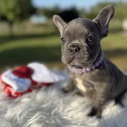 Blue Brindle Female French Bulldog