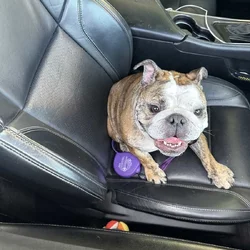 Female English bulldog for sale