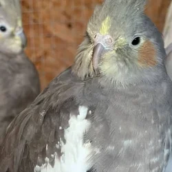 Female cockatiel