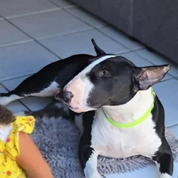 Bullterrier 2yrs female