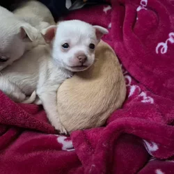 Chihuahua puppies