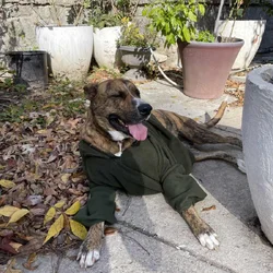 Looking for a loving home for Nena