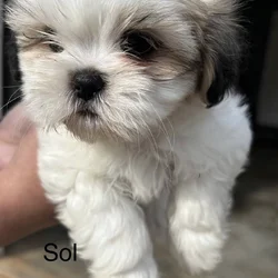 Shih Tzu Puppies ready for adoption!