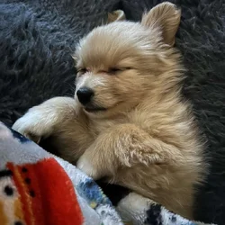 Pomeranian puppies June