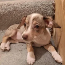 Chiweenie puppy 6/6 Merle