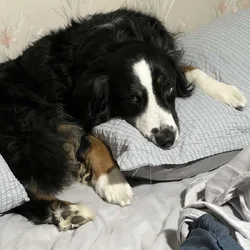 Your Hiking, Running, Couch-Cuddling Partner