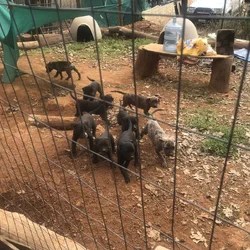 Cane corso puppies for sale