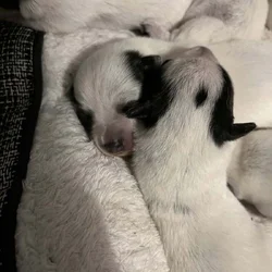 Blue Heeler Pups