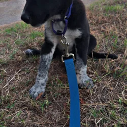 Bearded Collie/Australian Cattle Dog 5 Months