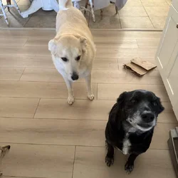 Rehoming 2 dogs