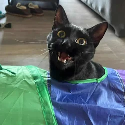 Cat for Adoption