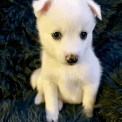 Pomsky puppies for sale