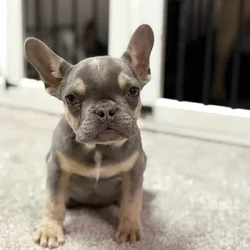 Tyson French Bulldog