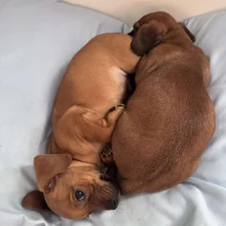 Jack Russell mix