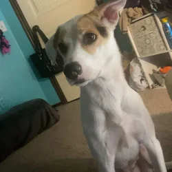 Adult Female Husky Mix