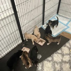 Mixed husky/terrier puppies