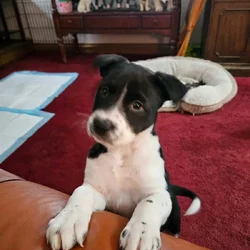Puppies- Australian Shepard pointer mix