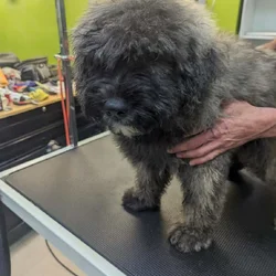 Bouvier Des Flandres