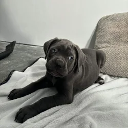 Cane corso puppies