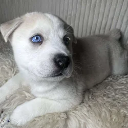 Husky-Pom Mix