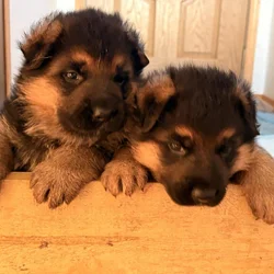 German shepherd pups