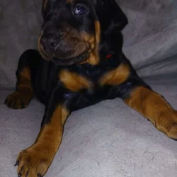 AKC Dobermans