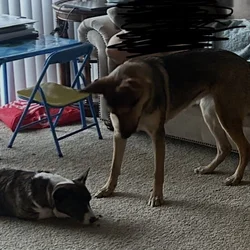 Dog needing rehomed