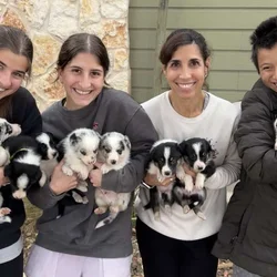Purebred Border Collie Pups Champion/Working LInes