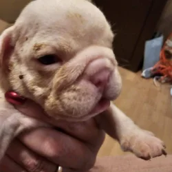 Pink floyd English bulldog
