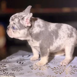 Oreo female