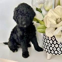 Beautiful Goldendoodle puppies