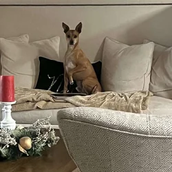 Rehome dog